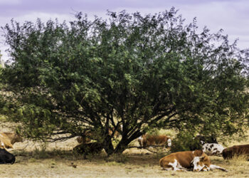 Colonia no está dentro de los departamentos autorizados al pastoreo de animales en la vía pública