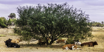 Colonia no está dentro de los departamentos autorizados al pastoreo de animales en la vía pública