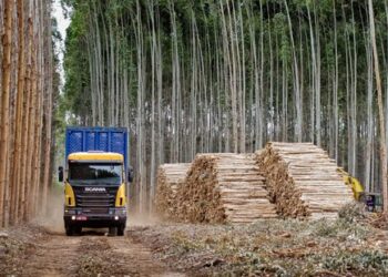 La Ley Forestal uruguaya se mira al espejo en Venecia