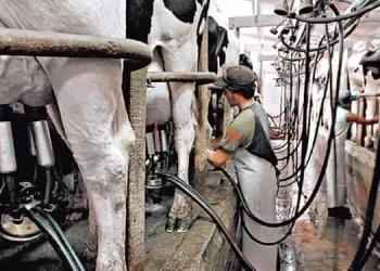 Innovación en Riego: Una inversión de 50 millones para transformar el sector lácteo en Uruguay