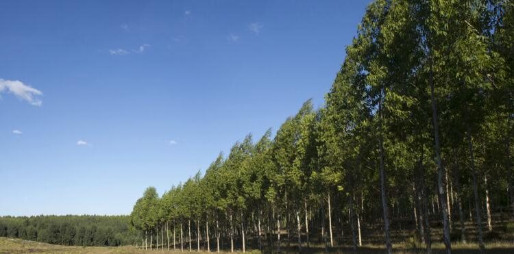 Uruguay amplía su superficie forestal: un crecimiento sostenido desde 1975