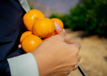 Uruguay consigue autorización para exportar sus cítricos a Filipinas