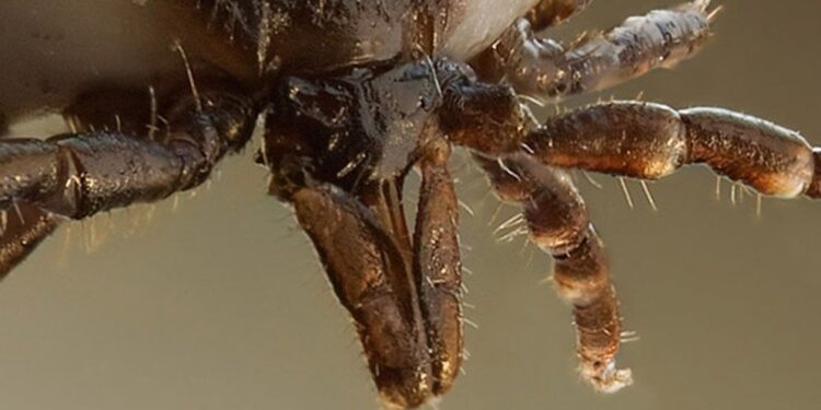 Montes del Plata realizará nuevas charlas sobre garrapata junto al MGAP