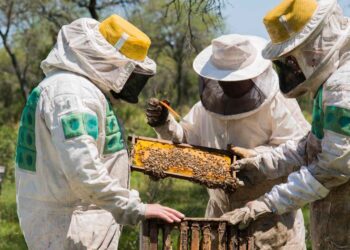 Montes del Plata abre un nuevo llamado para la instalación de colmenas en sus bosques durante 2026