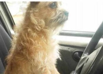 Una familia busca a su perro Pipí y pide colaboración a la comunidad