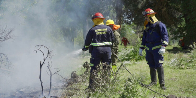 Un incendio forestal consume unas 40 hectáreas en Colonia y continúa activo