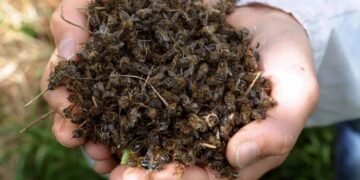 Informe interinstitucional analiza la mortandad de abejas registrada en noviembre