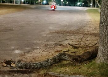 Cayó un tronco en Playa Seré y generó preocupación entre vecinos