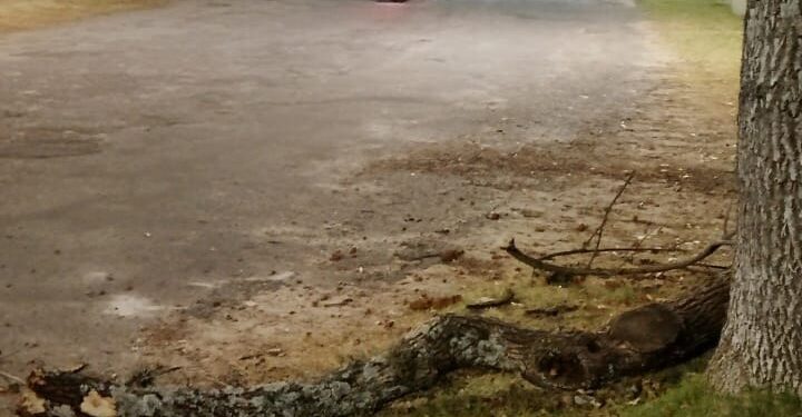 Cayó un tronco en Playa Seré y generó preocupación entre vecinos