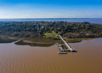 El picudo rojo ingresa en la isla Martín García y activa la emergencia fitosanitaria