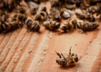 La Junta Departamental de Colonia respaldará un reclamo por la mortandad de abejas registrada a fines de 2025