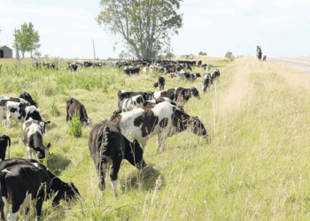MGAP autoriza pastoreo en la vía pública en 12 departamentos por situación climática