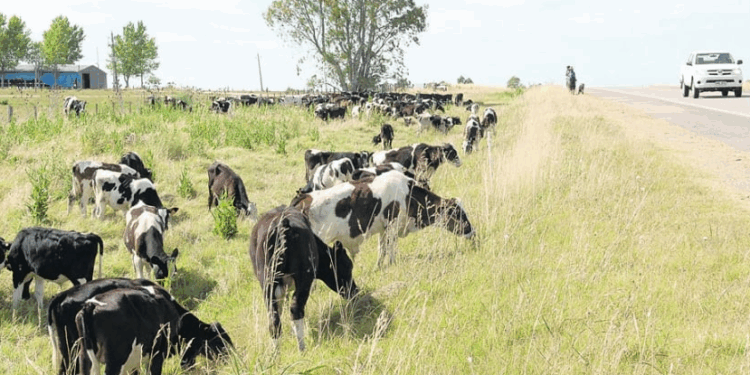 MGAP autoriza pastoreo en la vía pública en 12 departamentos por situación climática