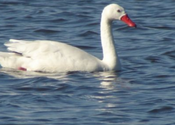 Confirman un caso de gripe aviar en un cisne hallado en La Estanzuela