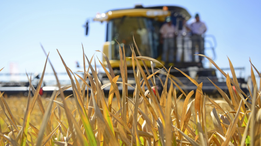 Uruguay ocupó el 63% de la cuota de arroz del Mercosur hacia la Unión Europea