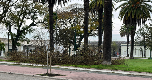 La extracción de una mora en Plaza Artigas generó reclamos vecinales; el Municipio aseguró que presentaba riesgo de caída