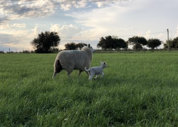 Roban 60 corderos en Colonia Estrella