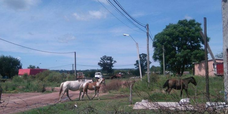 Vecinos del Barrio San Antonio denuncian caballos sueltos en la zona