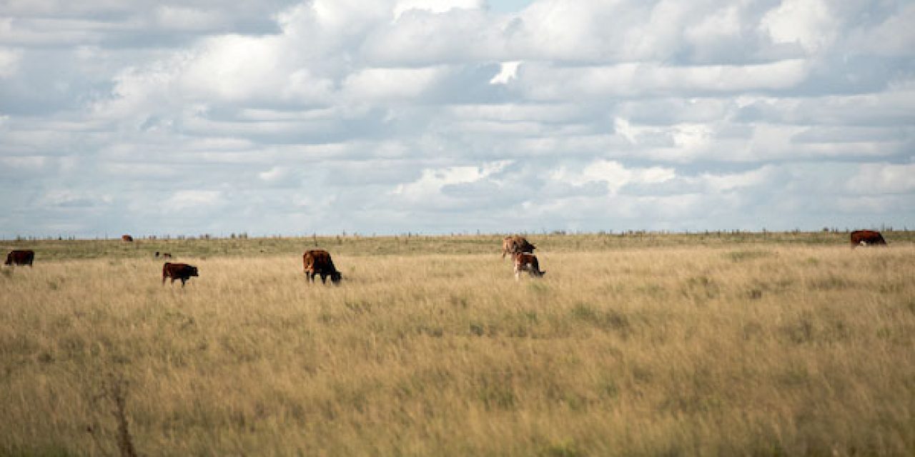 Ministerio de Ganadería declara emergencia agropecuaria en siete departamentos