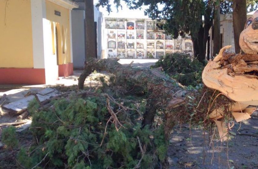 El último temporal provocó caída de grandes gajos de árboles en el Cementerio Local