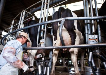 Gobierno habilita crédito por 9.600 dólares a tamberos proveedores de CALCAR